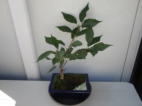 f:id:midorineko_cutter_mat:20200908172934j:plain