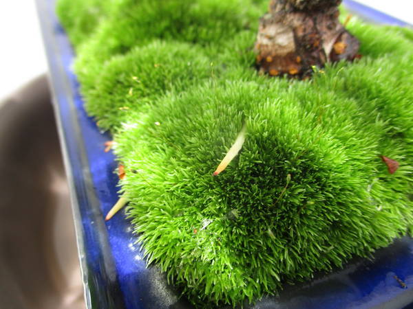 f:id:midorineko_cutter_mat:20200908173828j:plain