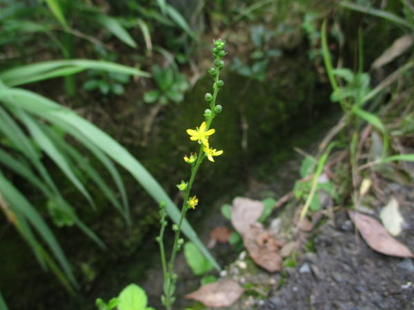 f:id:midorineko_cutter_mat:20200909140523j:plain