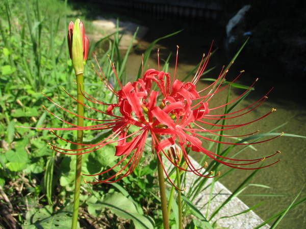 f:id:midorineko_cutter_mat:20200921144511j:plain