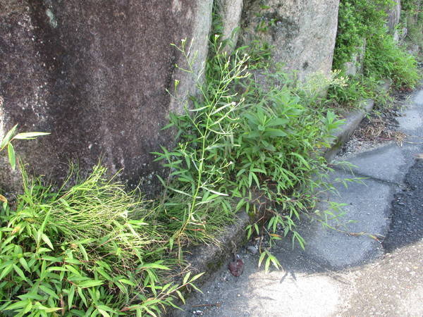 f:id:midorineko_cutter_mat:20200923114505j:plain