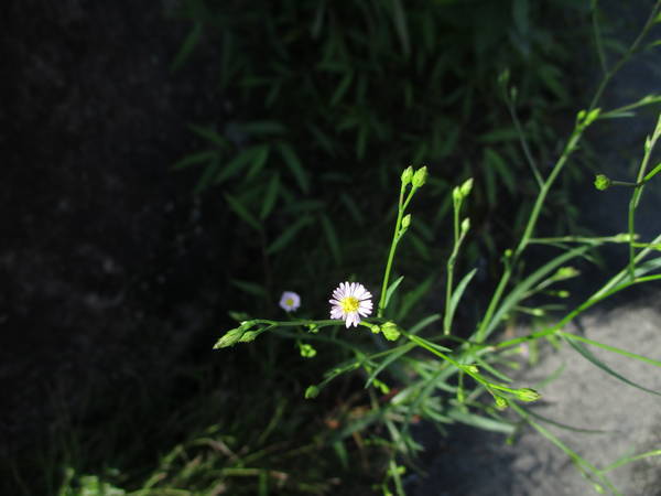 f:id:midorineko_cutter_mat:20200923114516j:plain