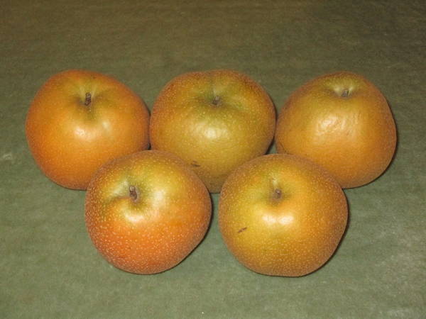 f:id:midorineko_cutter_mat:20200926234454j:plain
