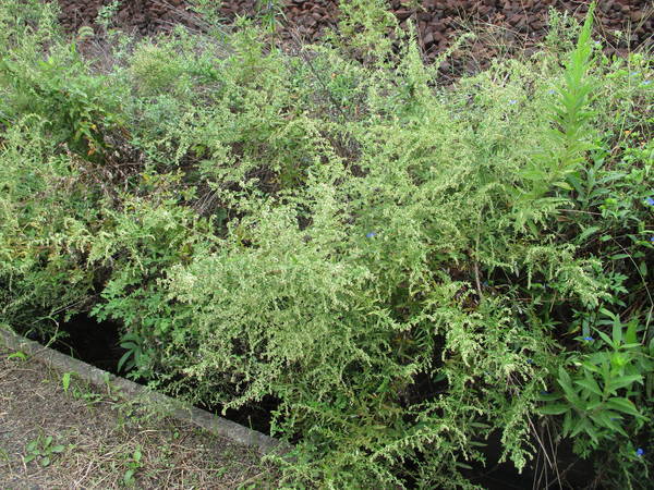 f:id:midorineko_cutter_mat:20200929152802j:plain