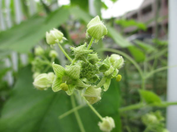 f:id:midorineko_cutter_mat:20200929153450j:plain