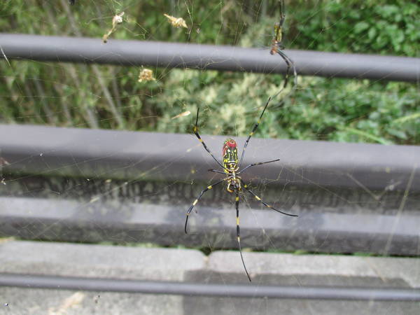 f:id:midorineko_cutter_mat:20200929162945j:plain