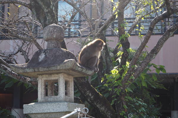 f:id:midorineko_cutter_mat:20200929182737j:plain