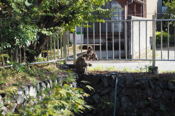 f:id:midorineko_cutter_mat:20200929182810j:plain