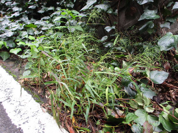 f:id:midorineko_cutter_mat:20201018120123j:plain