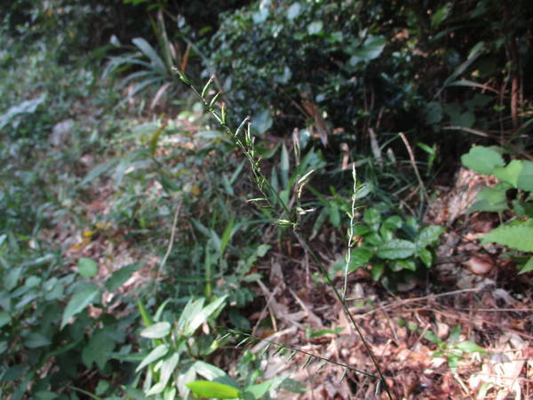 f:id:midorineko_cutter_mat:20201026162644j:plain