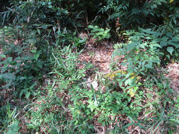 f:id:midorineko_cutter_mat:20201026162656j:plain f:id:midorineko_cutter_mat:20201026162656j:plain