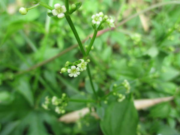 f:id:midorineko_cutter_mat:20201107112214j:plain