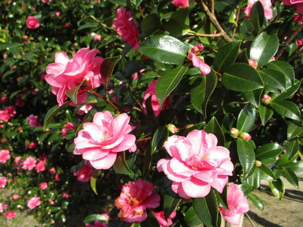 f:id:midorineko_cutter_mat:20201126155124j:plain