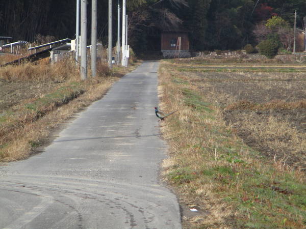 f:id:midorineko_cutter_mat:20201229144950j:plain