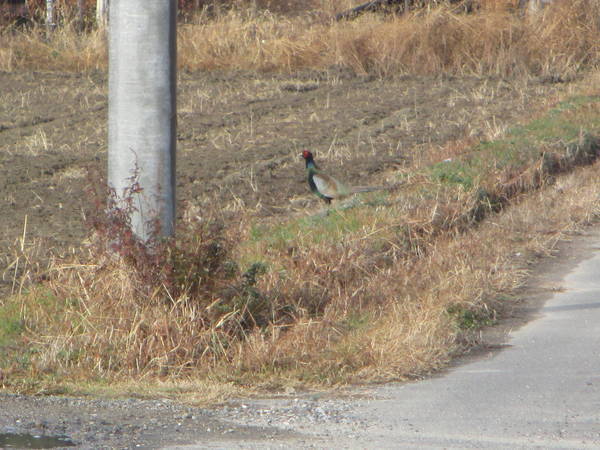 f:id:midorineko_cutter_mat:20201229145003j:plain