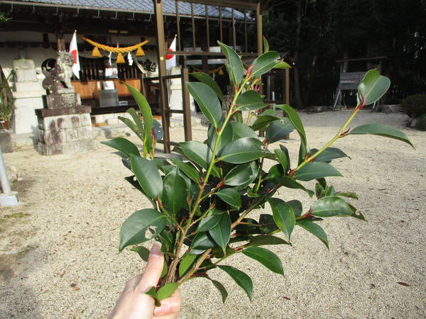 f:id:midorineko_cutter_mat:20201229161556j:plain