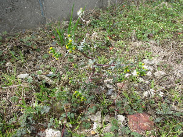 f:id:midorineko_cutter_mat:20210220145202j:plain