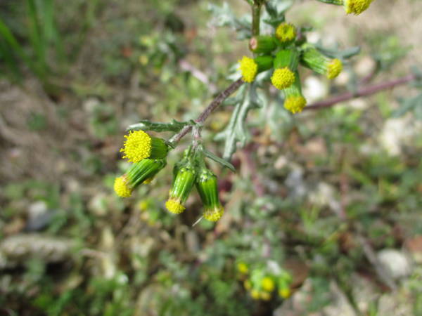 f:id:midorineko_cutter_mat:20210220145212j:plain