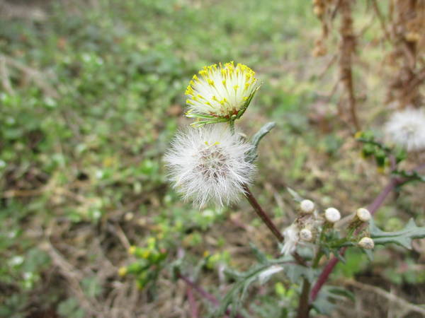 f:id:midorineko_cutter_mat:20210220145225j:plain