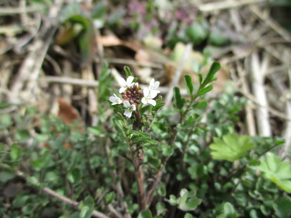 f:id:midorineko_cutter_mat:20210220151837j:plain