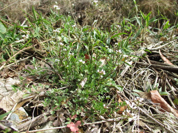 f:id:midorineko_cutter_mat:20210220151848j:plain