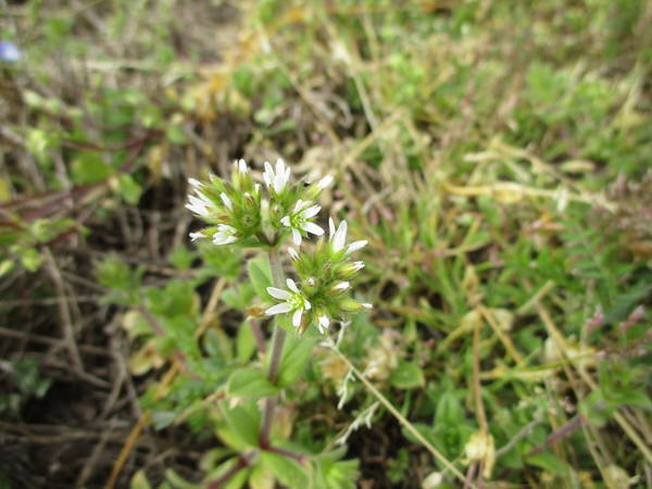 f:id:midorineko_cutter_mat:20210220151911j:plain