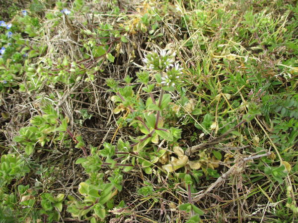 f:id:midorineko_cutter_mat:20210220151924j:plain