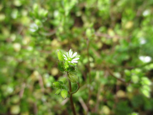 f:id:midorineko_cutter_mat:20210220152034j:plain