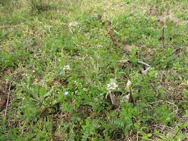 f:id:midorineko_cutter_mat:20210220152133j:plain