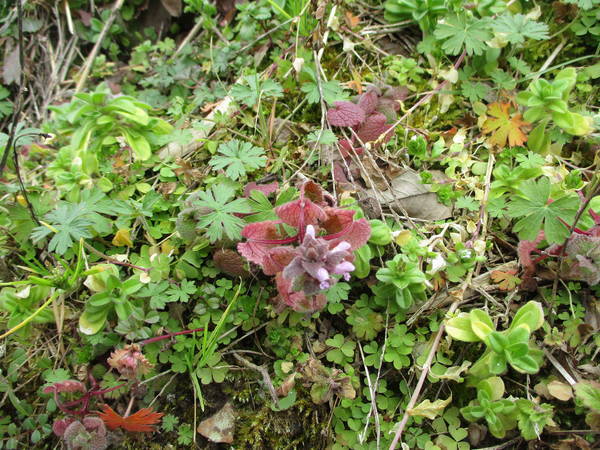 f:id:midorineko_cutter_mat:20210220152156j:plain