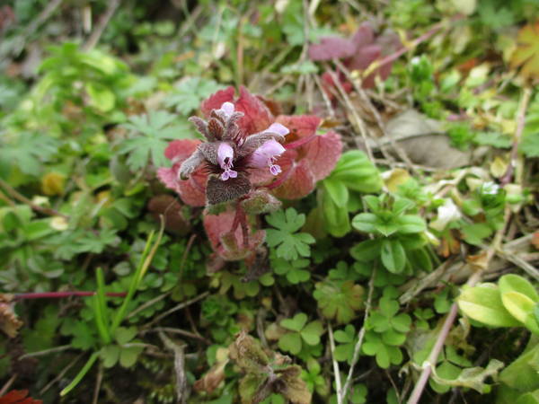 f:id:midorineko_cutter_mat:20210220152209j:plain