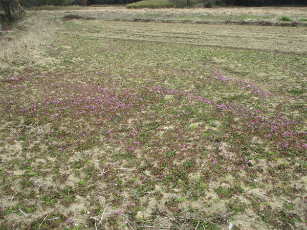 f:id:midorineko_cutter_mat:20210220152223j:plain