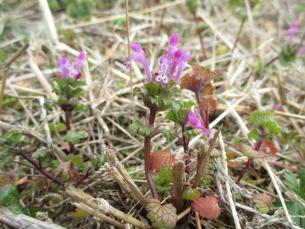 f:id:midorineko_cutter_mat:20210220152235j:plain