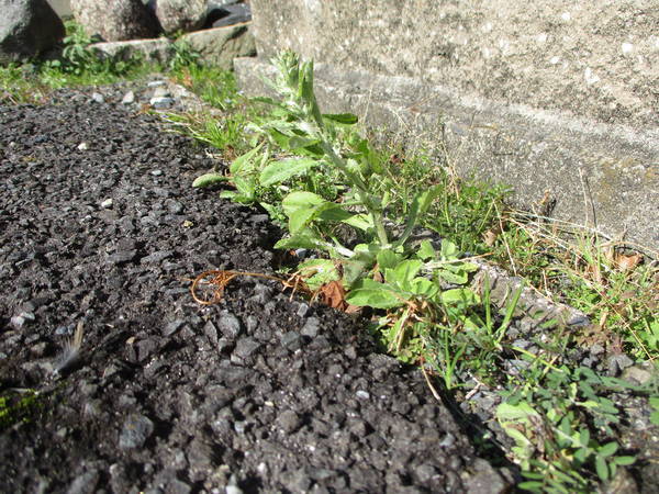 f:id:midorineko_cutter_mat:20210220152333j:plain