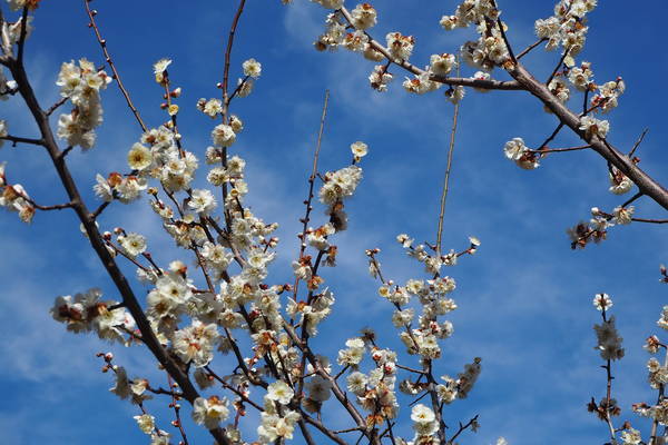 f:id:midorineko_cutter_mat:20210227223929j:plain