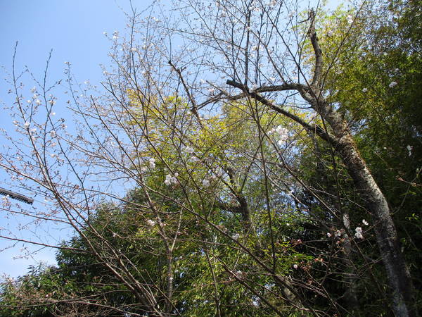 f:id:midorineko_cutter_mat:20210324211240j:plain