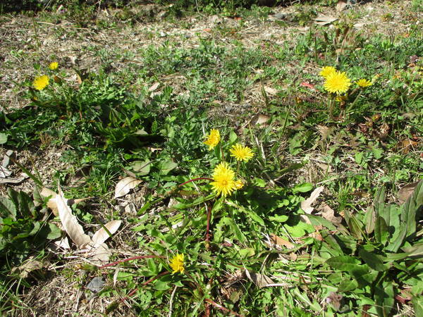 f:id:midorineko_cutter_mat:20210329213322j:plain