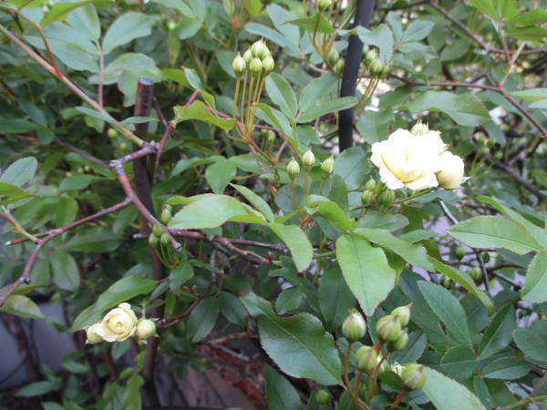 f:id:midorineko_cutter_mat:20210331235823j:plain