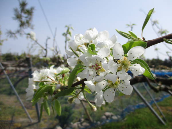 f:id:midorineko_cutter_mat:20210401233435j:plain