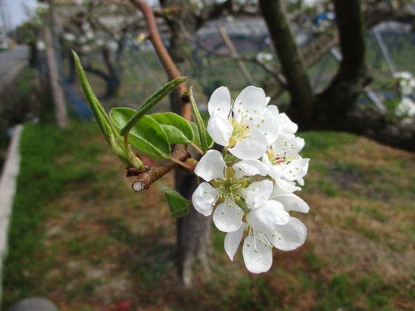 f:id:midorineko_cutter_mat:20210401233447j:plain