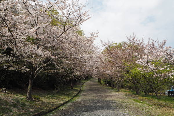 f:id:midorineko_cutter_mat:20210403233705j:plain