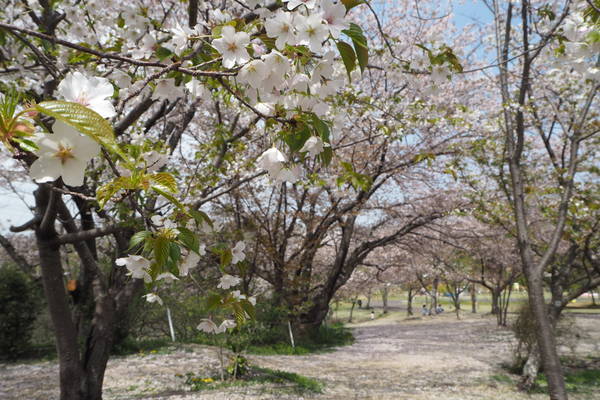 f:id:midorineko_cutter_mat:20210403234031j:plain