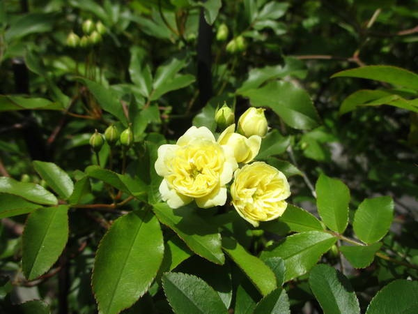 f:id:midorineko_cutter_mat:20210405201313j:plain