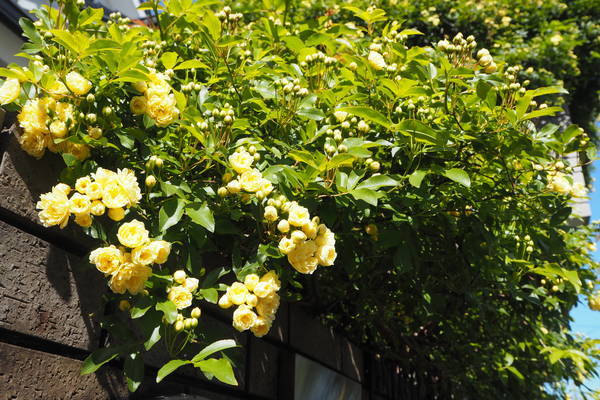 f:id:midorineko_cutter_mat:20210411093647j:plain