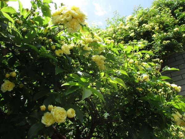 f:id:midorineko_cutter_mat:20210412180331j:plain