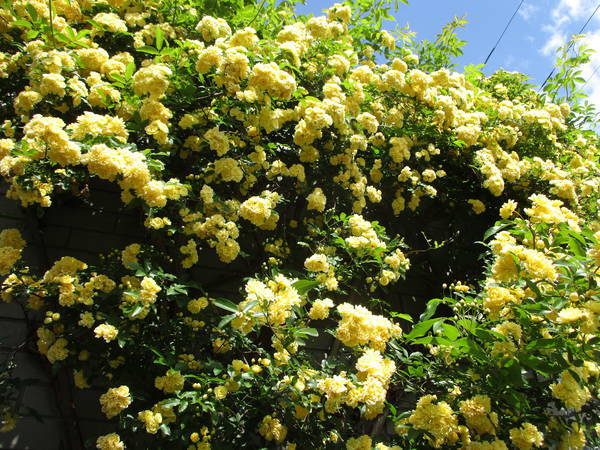 f:id:midorineko_cutter_mat:20210419132811j:plain