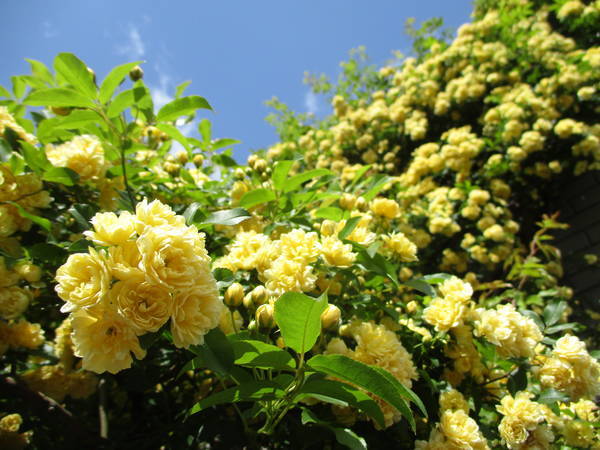 f:id:midorineko_cutter_mat:20210419132842j:plain