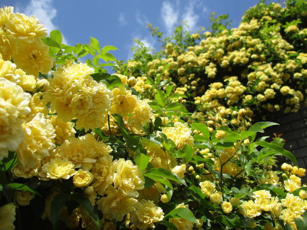 f:id:midorineko_cutter_mat:20210419132853j:plain