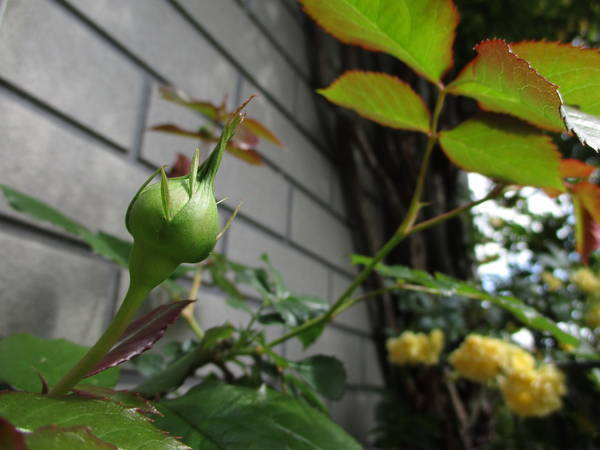 f:id:midorineko_cutter_mat:20210419133422j:plain