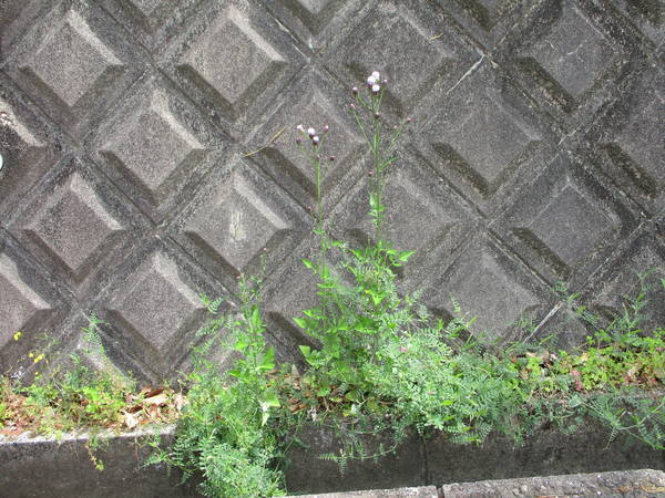 f:id:midorineko_cutter_mat:20210423213233j:plain